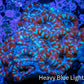 Ultra Acan Coral - Micromussa Lordhowensis - Acan WYSIWYG 6cm Ultra Acan Coral - Micromussa Lordhowensis - Acan WYSIWYG 6cm LPS Coral Ultra Acan Coral - Micromussa Lordhowensis - Acan WYSIWYG 6cm Zeo Box Reef