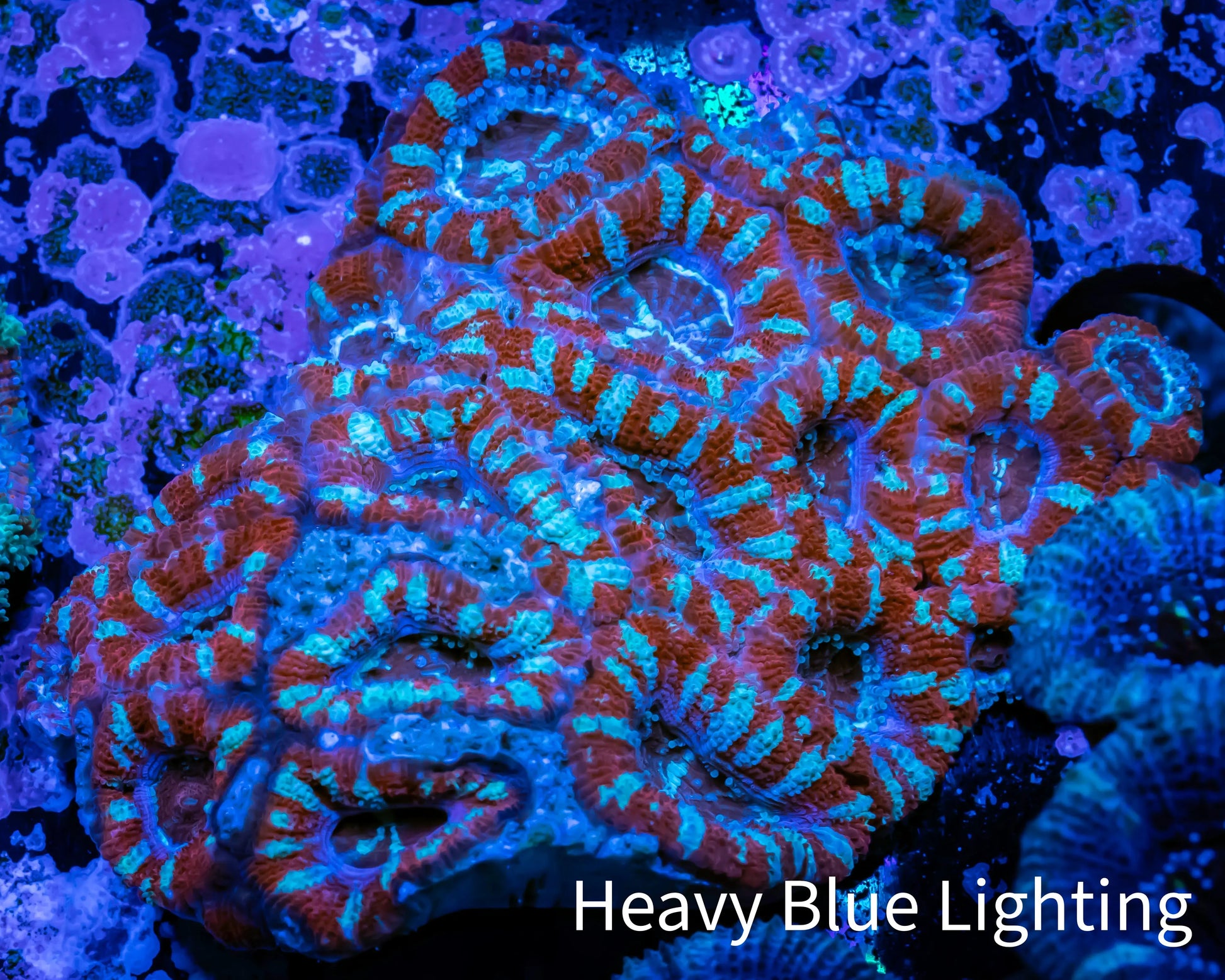 Ultra Acan Coral - Micromussa Lordhowensis - Acan WYSIWYG 6cm Ultra Acan Coral - Micromussa Lordhowensis - Acan WYSIWYG 6cm LPS Coral Ultra Acan Coral - Micromussa Lordhowensis - Acan WYSIWYG 6cm Zeo Box Reef