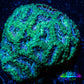 Ultra Acan Coral - Micromussa Lordhowensis - Acan WYSIWYG 6cm Ultra Acan Coral - Micromussa Lordhowensis - Acan WYSIWYG 6cm LPS Coral Ultra Acan Coral - Micromussa Lordhowensis - Acan WYSIWYG 6cm Zeo Box Reef