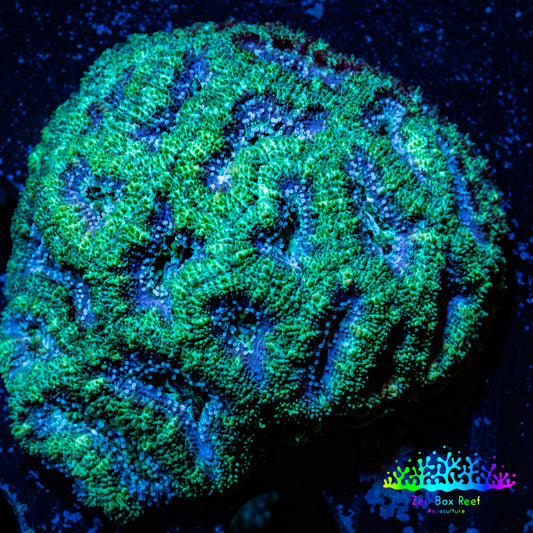 Ultra Acan Coral - Micromussa Lordhowensis - Acan WYSIWYG 6cm Ultra Acan Coral - Micromussa Lordhowensis - Acan WYSIWYG 6cm LPS Coral Ultra Acan Coral - Micromussa Lordhowensis - Acan WYSIWYG 6cm Zeo Box Reef