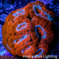 Ultra Acan Coral - Micromussa Lordhowensis - Acan WYSIWYG 6cm (Copy) Ultra Acan Coral - Micromussa Lordhowensis - Acan WYSIWYG 6cm (Copy) LPS Coral Ultra Acan Coral - Micromussa Lordhowensis - Acan WYSIWYG 6cm (Copy) Zeo Box Reef