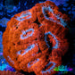 Ultra Acan Coral - Micromussa Lordhowensis - Acan WYSIWYG 6cm (Copy) Ultra Acan Coral - Micromussa Lordhowensis - Acan WYSIWYG 6cm (Copy) LPS Coral Ultra Acan Coral - Micromussa Lordhowensis - Acan WYSIWYG 6cm (Copy) Zeo Box Reef