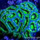 Ultra Acan Coral - Micromussa Lordhowensis - Acan WYSIWYG 7cm Ultra Acan Coral - Micromussa Lordhowensis - Acan WYSIWYG 7cm LPS Coral Ultra Acan Coral - Micromussa Lordhowensis - Acan WYSIWYG 7cm Zeo Box Reef