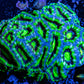 Ultra Acan Coral - Micromussa Lordhowensis - Acan WYSIWYG 7cm Ultra Acan Coral - Micromussa Lordhowensis - Acan WYSIWYG 7cm LPS Coral Ultra Acan Coral - Micromussa Lordhowensis - Acan WYSIWYG 7cm Zeo Box Reef