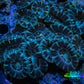 Ultra Acan Coral - Micromussa Lordhowensis - Acan WYSIWYG 9cm A2R2B1 Ultra Acan Coral - Micromussa Lordhowensis - Acan WYSIWYG 9cm A2R2B1 LPS Coral Ultra Acan Coral - Micromussa Lordhowensis - Acan WYSIWYG 9cm A2R2B1 Zeo Box Reef
