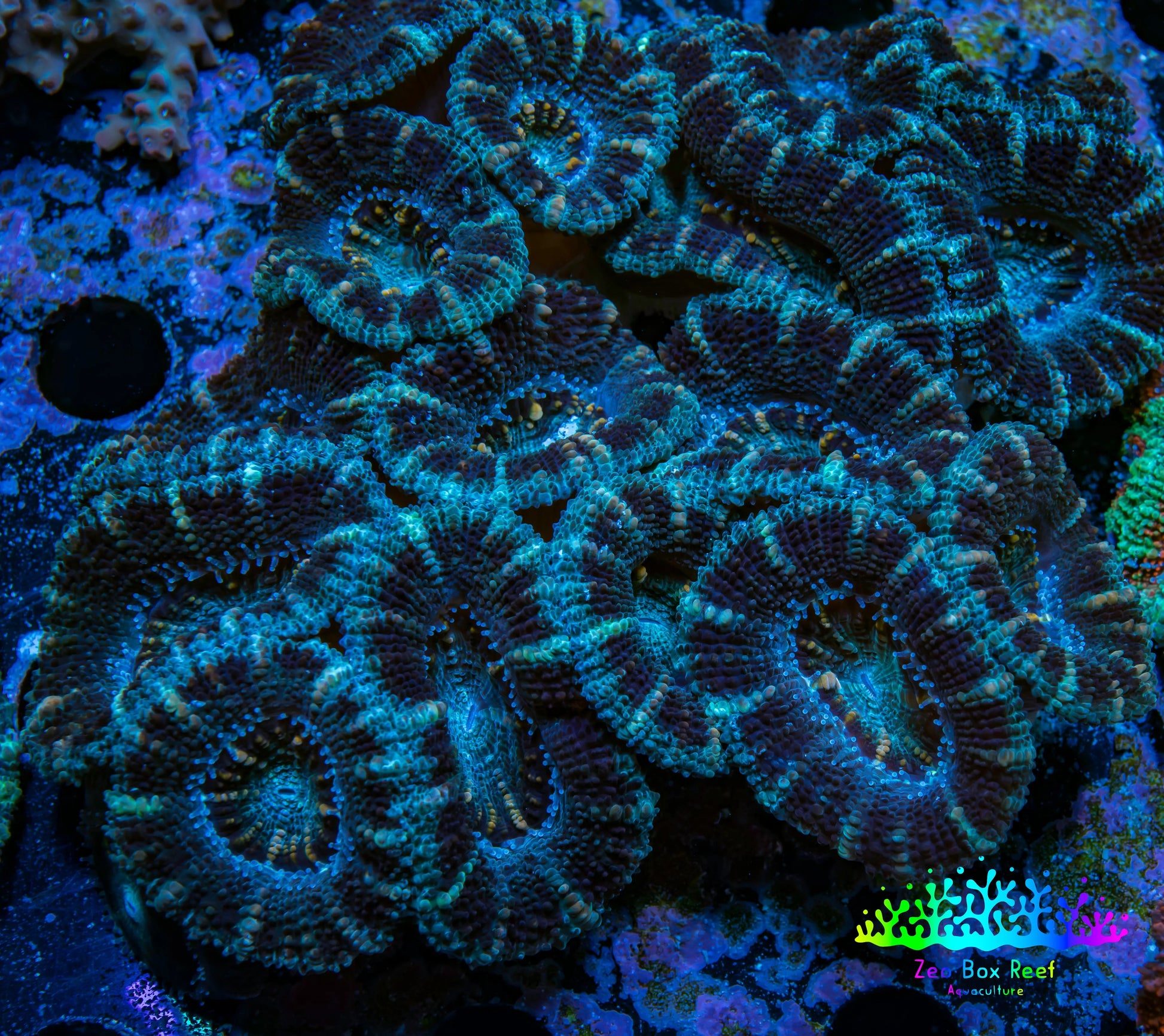Ultra Acan Coral - Micromussa Lordhowensis - Acan WYSIWYG 9cm A2R2B1 Ultra Acan Coral - Micromussa Lordhowensis - Acan WYSIWYG 9cm A2R2B1 LPS Coral Ultra Acan Coral - Micromussa Lordhowensis - Acan WYSIWYG 9cm A2R2B1 Zeo Box Reef