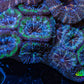 Ultra Acan Coral - Micromussa Lordhowensis - Acan5cm WYSIWYG C10R2B1 Ultra Acan Coral - Micromussa Lordhowensis - Acan5cm WYSIWYG C10R2B1 LPS Coral Ultra Acan Coral - Micromussa Lordhowensis - Acan5cm WYSIWYG C10R2B1 Zeo Box Reef