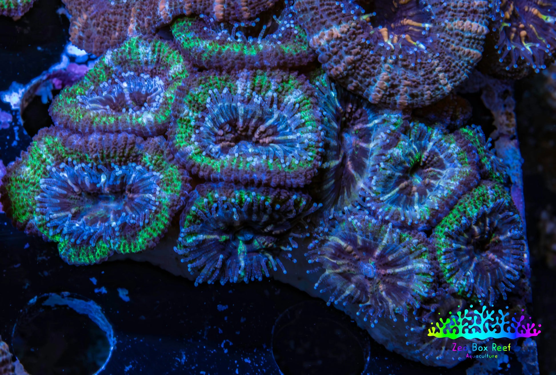 Ultra Acan Coral - Micromussa Lordhowensis - Acan5cm WYSIWYG C10R2B1 Ultra Acan Coral - Micromussa Lordhowensis - Acan5cm WYSIWYG C10R2B1 LPS Coral Ultra Acan Coral - Micromussa Lordhowensis - Acan5cm WYSIWYG C10R2B1 Zeo Box Reef