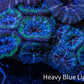 Ultra Acan Coral - Micromussa Lordhowensis - Acan5cm WYSIWYG C10R2B1 Ultra Acan Coral - Micromussa Lordhowensis - Acan5cm WYSIWYG C10R2B1 LPS Coral Ultra Acan Coral - Micromussa Lordhowensis - Acan5cm WYSIWYG C10R2B1 Zeo Box Reef