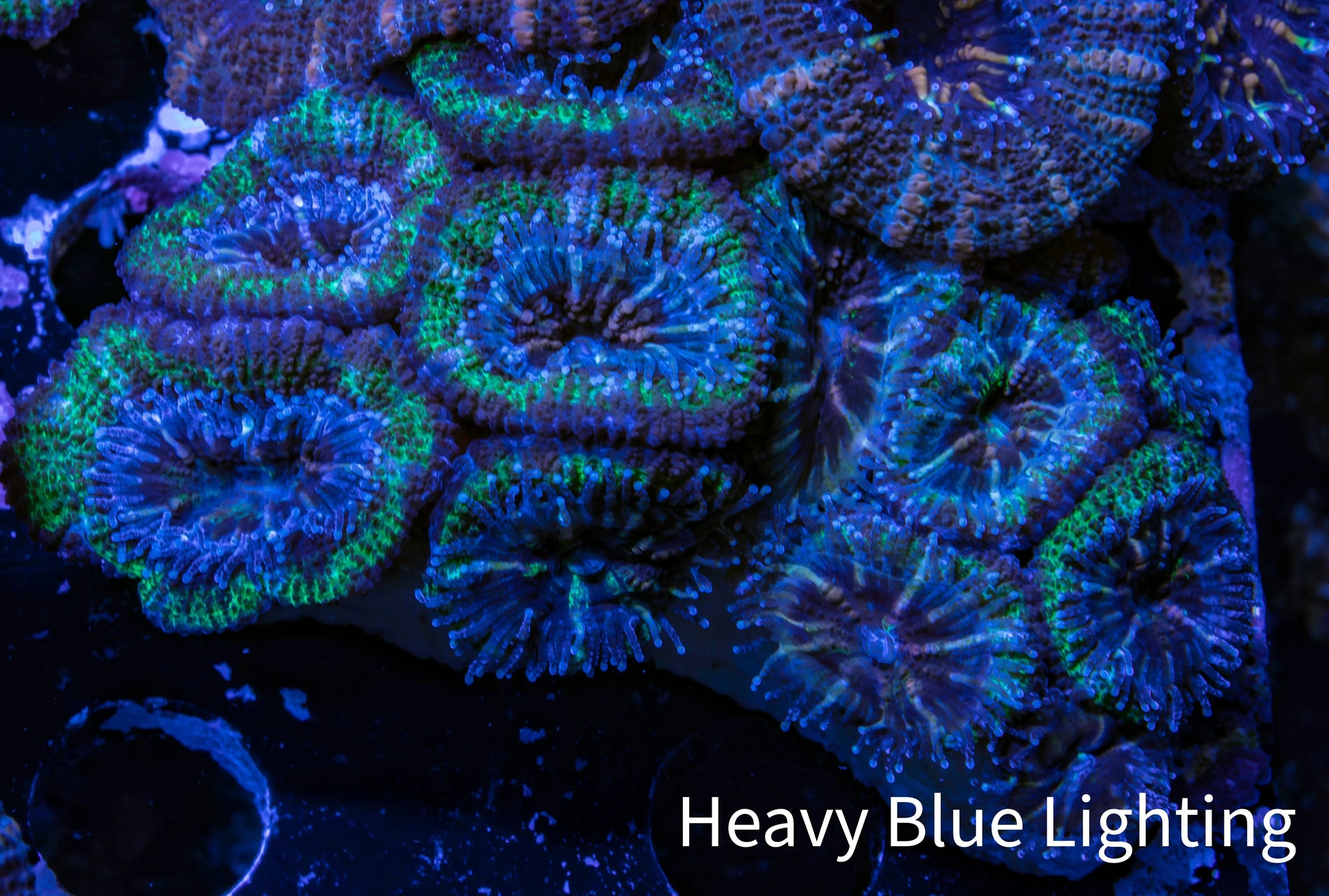 Ultra Acan Coral - Micromussa Lordhowensis - Acan5cm WYSIWYG C10R2B1 Ultra Acan Coral - Micromussa Lordhowensis - Acan5cm WYSIWYG C10R2B1 LPS Coral Ultra Acan Coral - Micromussa Lordhowensis - Acan5cm WYSIWYG C10R2B1 Zeo Box Reef