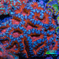 Ultra Acan Coral - Micromussa Lordhowensis -  B2R2B1 6cm Ultra Acan Coral - Micromussa Lordhowensis -  B2R2B1 6cm LPS Coral Ultra Acan Coral - Micromussa Lordhowensis -  B2R2B1 6cm Zeo Box Reef