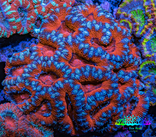 Ultra Acan Coral - Micromussa Lordhowensis -  B2R2B1 6cm Ultra Acan Coral - Micromussa Lordhowensis -  B2R2B1 6cm LPS Coral Ultra Acan Coral - Micromussa Lordhowensis -  B2R2B1 6cm Zeo Box Reef