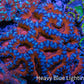 Ultra Acan Coral - Micromussa Lordhowensis -  B2R2B1 6cm Ultra Acan Coral - Micromussa Lordhowensis -  B2R2B1 6cm LPS Coral Ultra Acan Coral - Micromussa Lordhowensis -  B2R2B1 6cm Zeo Box Reef
