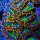 Ultra Acan Coral - Micromussa Lordhowensis - Rainbow 🌈 Acan B3R2B1 6cm Ultra Acan Coral - Micromussa Lordhowensis - Rainbow 🌈 Acan B3R2B1 6cm LPS Coral Ultra Acan Coral - Micromussa Lordhowensis - Rainbow 🌈 Acan B3R2B1 6cm Zeo Box Reef
