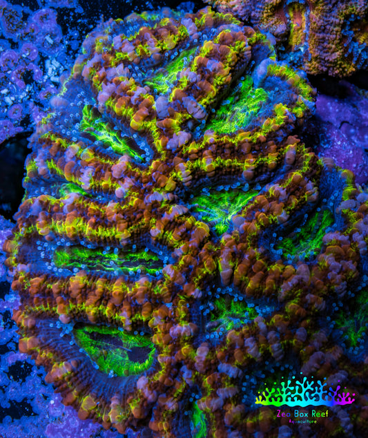 Ultra Acan Coral - Micromussa Lordhowensis - Rainbow 🌈 Acan B3R2B1 6cm Ultra Acan Coral - Micromussa Lordhowensis - Rainbow 🌈 Acan B3R2B1 6cm LPS Coral Ultra Acan Coral - Micromussa Lordhowensis - Rainbow 🌈 Acan B3R2B1 6cm Zeo Box Reef