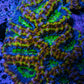 Ultra Acan Coral - Micromussa Lordhowensis - Rainbow 🌈 Acan B3R2B1 6cm Ultra Acan Coral - Micromussa Lordhowensis - Rainbow 🌈 Acan B3R2B1 6cm LPS Coral Ultra Acan Coral - Micromussa Lordhowensis - Rainbow 🌈 Acan B3R2B1 6cm Zeo Box Reef