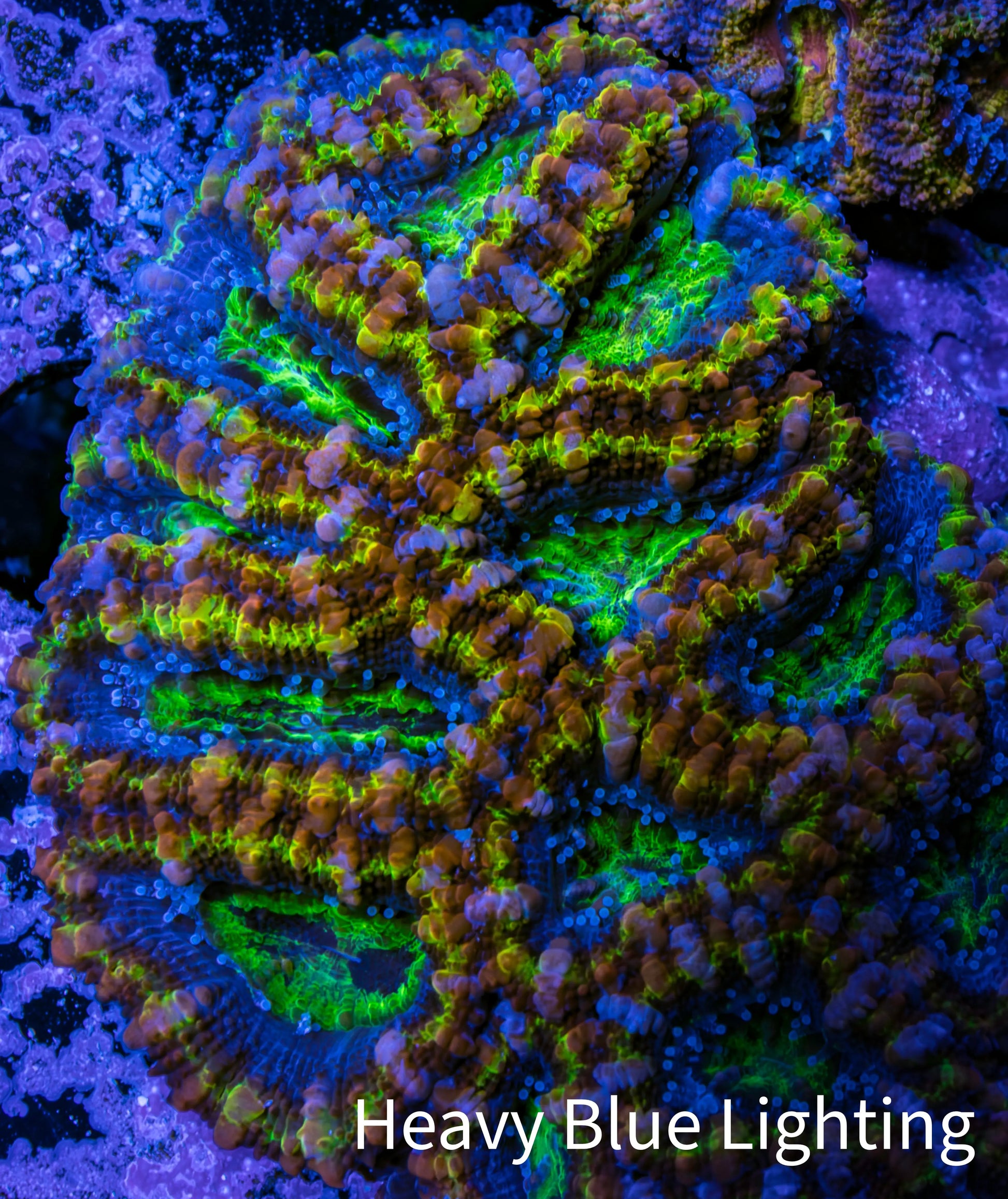 Ultra Acan Coral - Micromussa Lordhowensis - Rainbow 🌈 Acan B3R2B1 6cm Ultra Acan Coral - Micromussa Lordhowensis - Rainbow 🌈 Acan B3R2B1 6cm LPS Coral Ultra Acan Coral - Micromussa Lordhowensis - Rainbow 🌈 Acan B3R2B1 6cm Zeo Box Reef