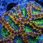 Ultra Acan Coral - Micromussa Lordhowensis - Rainbow 🌈 Acan B4R2B1 6cm Ultra Acan Coral - Micromussa Lordhowensis - Rainbow 🌈 Acan B4R2B1 6cm LPS Coral Ultra Acan Coral - Micromussa Lordhowensis - Rainbow 🌈 Acan B4R2B1 6cm Zeo Box Reef