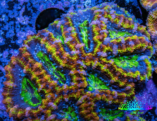 Ultra Acan Coral - Micromussa Lordhowensis - Rainbow 🌈 Acan B4R2B1 6cm Ultra Acan Coral - Micromussa Lordhowensis - Rainbow 🌈 Acan B4R2B1 6cm LPS Coral Ultra Acan Coral - Micromussa Lordhowensis - Rainbow 🌈 Acan B4R2B1 6cm Zeo Box Reef