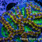 Ultra Acan Coral - Micromussa Lordhowensis - Rainbow 🌈 Acan B4R2B1 6cm Ultra Acan Coral - Micromussa Lordhowensis - Rainbow 🌈 Acan B4R2B1 6cm LPS Coral Ultra Acan Coral - Micromussa Lordhowensis - Rainbow 🌈 Acan B4R2B1 6cm Zeo Box Reef