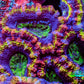 Ultra Acan Coral - Micromussa Lordhowensis - Rainbow 🌈 Acan Frag C1R2B1 Ultra Acan Coral - Micromussa Lordhowensis - Rainbow 🌈 Acan Frag C1R2B1 LPS Coral Ultra Acan Coral - Micromussa Lordhowensis - Rainbow 🌈 Acan Frag C1R2B1 Zeo Box Reef