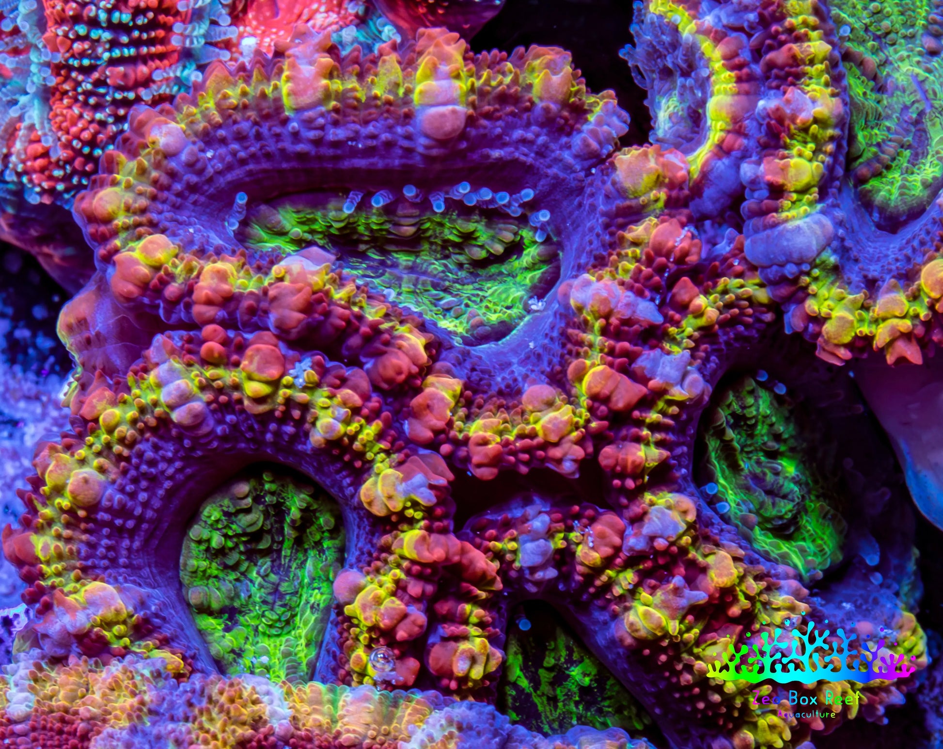 Ultra Acan Coral - Micromussa Lordhowensis - Rainbow 🌈 Acan Frag C1R2B1 Ultra Acan Coral - Micromussa Lordhowensis - Rainbow 🌈 Acan Frag C1R2B1 LPS Coral Ultra Acan Coral - Micromussa Lordhowensis - Rainbow 🌈 Acan Frag C1R2B1 Zeo Box Reef