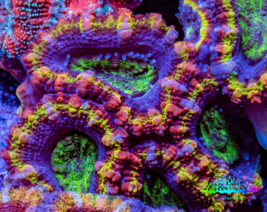 Ultra Acan Coral - Micromussa Lordhowensis - Rainbow 🌈 Acan Frag C1R2B1 Ultra Acan Coral - Micromussa Lordhowensis - Rainbow 🌈 Acan Frag C1R2B1 LPS Coral Ultra Acan Coral - Micromussa Lordhowensis - Rainbow 🌈 Acan Frag C1R2B1 Zeo Box Reef