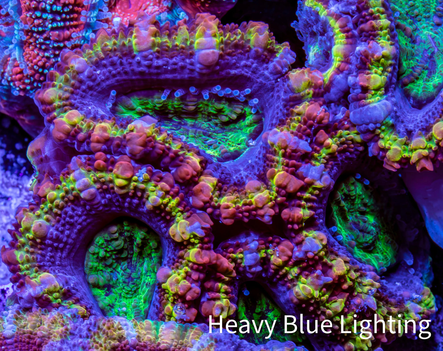 Ultra Acan Coral - Micromussa Lordhowensis - Rainbow 🌈 Acan Frag C1R2B1 Ultra Acan Coral - Micromussa Lordhowensis - Rainbow 🌈 Acan Frag C1R2B1 LPS Coral Ultra Acan Coral - Micromussa Lordhowensis - Rainbow 🌈 Acan Frag C1R2B1 Zeo Box Reef