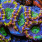 Ultra Acan Coral - Micromussa Lordhowensis - Rainbow 🌈 Acan Frag C2R2B1 Ultra Acan Coral - Micromussa Lordhowensis - Rainbow 🌈 Acan Frag C2R2B1 LPS Coral Ultra Acan Coral - Micromussa Lordhowensis - Rainbow 🌈 Acan Frag C2R2B1 Zeo Box Reef