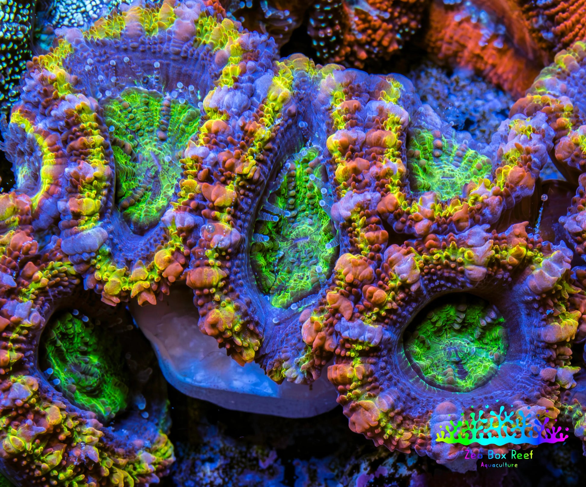 Ultra Acan Coral - Micromussa Lordhowensis - Rainbow 🌈 Acan Frag C2R2B1 Ultra Acan Coral - Micromussa Lordhowensis - Rainbow 🌈 Acan Frag C2R2B1 LPS Coral Ultra Acan Coral - Micromussa Lordhowensis - Rainbow 🌈 Acan Frag C2R2B1 Zeo Box Reef
