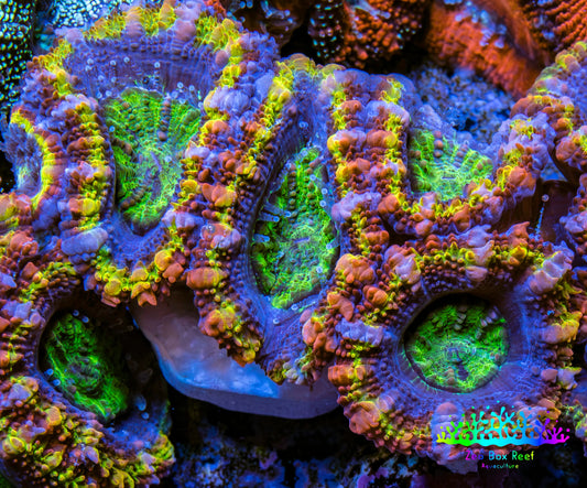 Ultra Acan Coral - Micromussa Lordhowensis - Rainbow 🌈 Acan Frag C2R2B1 Ultra Acan Coral - Micromussa Lordhowensis - Rainbow 🌈 Acan Frag C2R2B1 LPS Coral Ultra Acan Coral - Micromussa Lordhowensis - Rainbow 🌈 Acan Frag C2R2B1 Zeo Box Reef