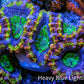 Ultra Acan Coral - Micromussa Lordhowensis - Rainbow 🌈 Acan Frag C2R2B1 Ultra Acan Coral - Micromussa Lordhowensis - Rainbow 🌈 Acan Frag C2R2B1 LPS Coral Ultra Acan Coral - Micromussa Lordhowensis - Rainbow 🌈 Acan Frag C2R2B1 Zeo Box Reef