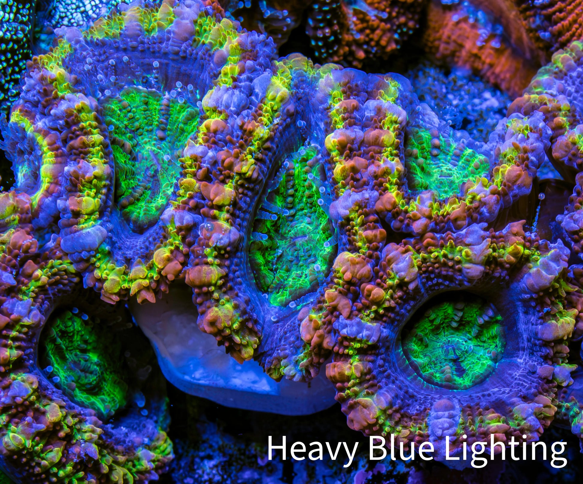 Ultra Acan Coral - Micromussa Lordhowensis - Rainbow 🌈 Acan Frag C2R2B1 Ultra Acan Coral - Micromussa Lordhowensis - Rainbow 🌈 Acan Frag C2R2B1 LPS Coral Ultra Acan Coral - Micromussa Lordhowensis - Rainbow 🌈 Acan Frag C2R2B1 Zeo Box Reef