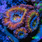 Ultra Acan Coral - Micromussa Lordhowensis - Rainbow 🌈 Acan Frag WYSIWYG A1R2B1 Ultra Acan Coral - Micromussa Lordhowensis - Rainbow 🌈 Acan Frag WYSIWYG A1R2B1 LPS Coral Ultra Acan Coral - Micromussa Lordhowensis - Rainbow 🌈 Acan Frag WYSIWYG A1R2B1 Zeo Box Reef