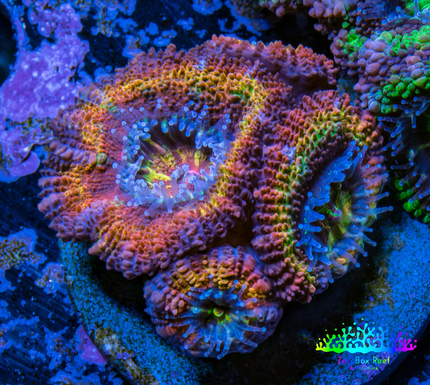 Ultra Acan Coral - Micromussa Lordhowensis - Rainbow 🌈 Acan Frag WYSIWYG A1R2B1 Ultra Acan Coral - Micromussa Lordhowensis - Rainbow 🌈 Acan Frag WYSIWYG A1R2B1 LPS Coral Ultra Acan Coral - Micromussa Lordhowensis - Rainbow 🌈 Acan Frag WYSIWYG A1R2B1 Zeo Box Reef