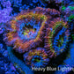 Ultra Acan Coral - Micromussa Lordhowensis - Rainbow 🌈 Acan Frag WYSIWYG A1R2B1 Ultra Acan Coral - Micromussa Lordhowensis - Rainbow 🌈 Acan Frag WYSIWYG A1R2B1 LPS Coral Ultra Acan Coral - Micromussa Lordhowensis - Rainbow 🌈 Acan Frag WYSIWYG A1R2B1 Zeo Box Reef