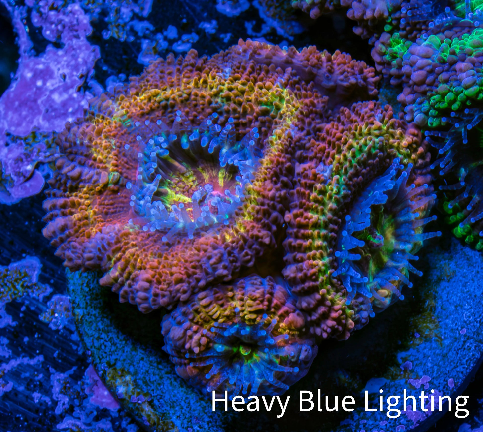 Ultra Acan Coral - Micromussa Lordhowensis - Rainbow 🌈 Acan Frag WYSIWYG A1R2B1 Ultra Acan Coral - Micromussa Lordhowensis - Rainbow 🌈 Acan Frag WYSIWYG A1R2B1 LPS Coral Ultra Acan Coral - Micromussa Lordhowensis - Rainbow 🌈 Acan Frag WYSIWYG A1R2B1 Zeo Box Reef