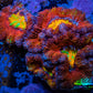 Ultra Acan Coral - Micromussa Lordhowensis - Rainbow 🌈 Acan Frag WYSIWYG A2R2B1 Ultra Acan Coral - Micromussa Lordhowensis - Rainbow 🌈 Acan Frag WYSIWYG A2R2B1 LPS Coral Ultra Acan Coral - Micromussa Lordhowensis - Rainbow 🌈 Acan Frag WYSIWYG A2R2B1 Zeo Box Reef