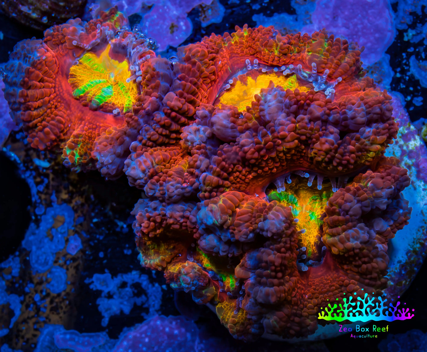 Ultra Acan Coral - Micromussa Lordhowensis - Rainbow 🌈 Acan Frag WYSIWYG A2R2B1 Ultra Acan Coral - Micromussa Lordhowensis - Rainbow 🌈 Acan Frag WYSIWYG A2R2B1 LPS Coral Ultra Acan Coral - Micromussa Lordhowensis - Rainbow 🌈 Acan Frag WYSIWYG A2R2B1 Zeo Box Reef