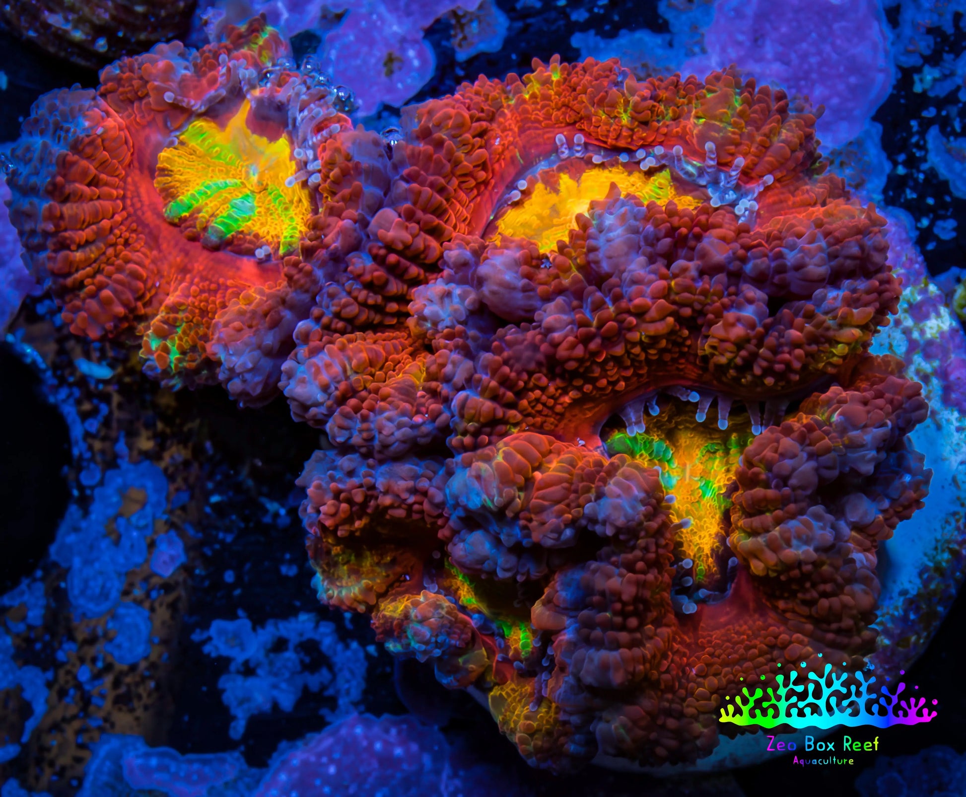 Ultra Acan Coral - Micromussa Lordhowensis - Rainbow 🌈 Acan Frag WYSIWYG A2R2B1 Ultra Acan Coral - Micromussa Lordhowensis - Rainbow 🌈 Acan Frag WYSIWYG A2R2B1 LPS Coral Ultra Acan Coral - Micromussa Lordhowensis - Rainbow 🌈 Acan Frag WYSIWYG A2R2B1 Zeo Box Reef