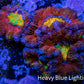 Ultra Acan Coral - Micromussa Lordhowensis - Rainbow 🌈 Acan Frag WYSIWYG A2R2B1 Ultra Acan Coral - Micromussa Lordhowensis - Rainbow 🌈 Acan Frag WYSIWYG A2R2B1 LPS Coral Ultra Acan Coral - Micromussa Lordhowensis - Rainbow 🌈 Acan Frag WYSIWYG A2R2B1 Zeo Box Reef