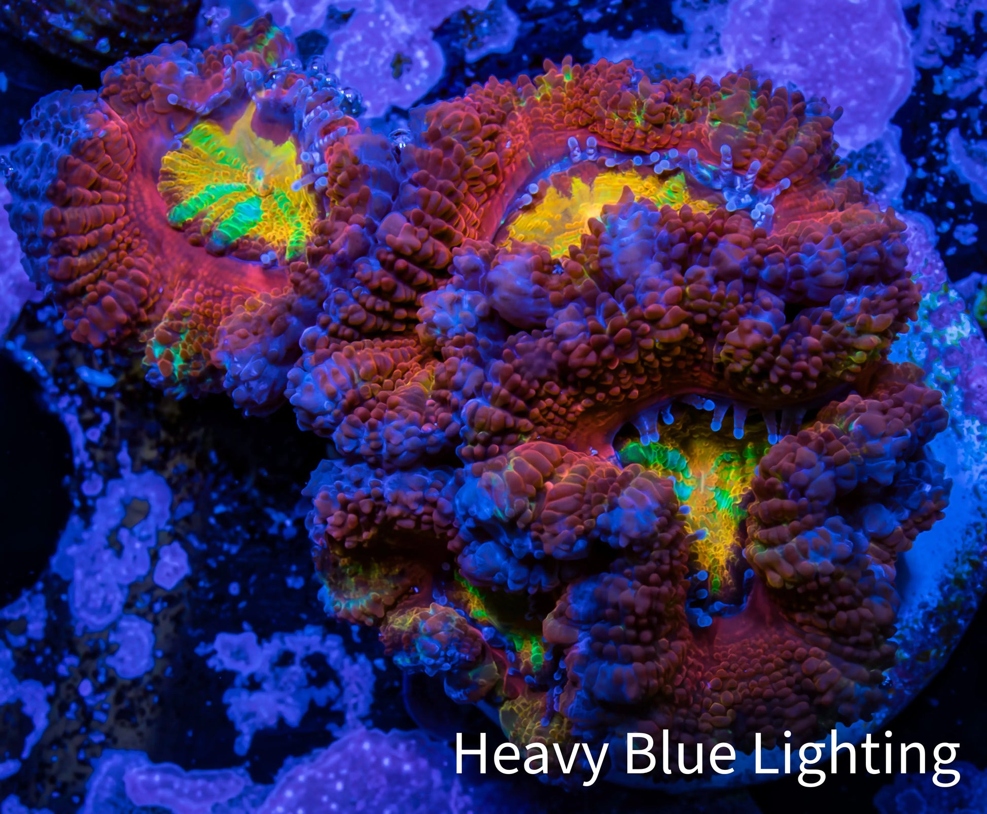 Ultra Acan Coral - Micromussa Lordhowensis - Rainbow 🌈 Acan Frag WYSIWYG A2R2B1 Ultra Acan Coral - Micromussa Lordhowensis - Rainbow 🌈 Acan Frag WYSIWYG A2R2B1 LPS Coral Ultra Acan Coral - Micromussa Lordhowensis - Rainbow 🌈 Acan Frag WYSIWYG A2R2B1 Zeo Box Reef