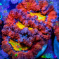 Ultra Acan Coral - Micromussa Lordhowensis - Rainbow 🌈 Acan Frag WYSIWYG A2R2B1 (Copy) Ultra Acan Coral - Micromussa Lordhowensis - Rainbow 🌈 Acan Frag WYSIWYG A2R2B1 (Copy) LPS Coral Ultra Acan Coral - Micromussa Lordhowensis - Rainbow 🌈 Acan Frag WYSIWYG A2R2B1 (Copy) Zeo Box Reef