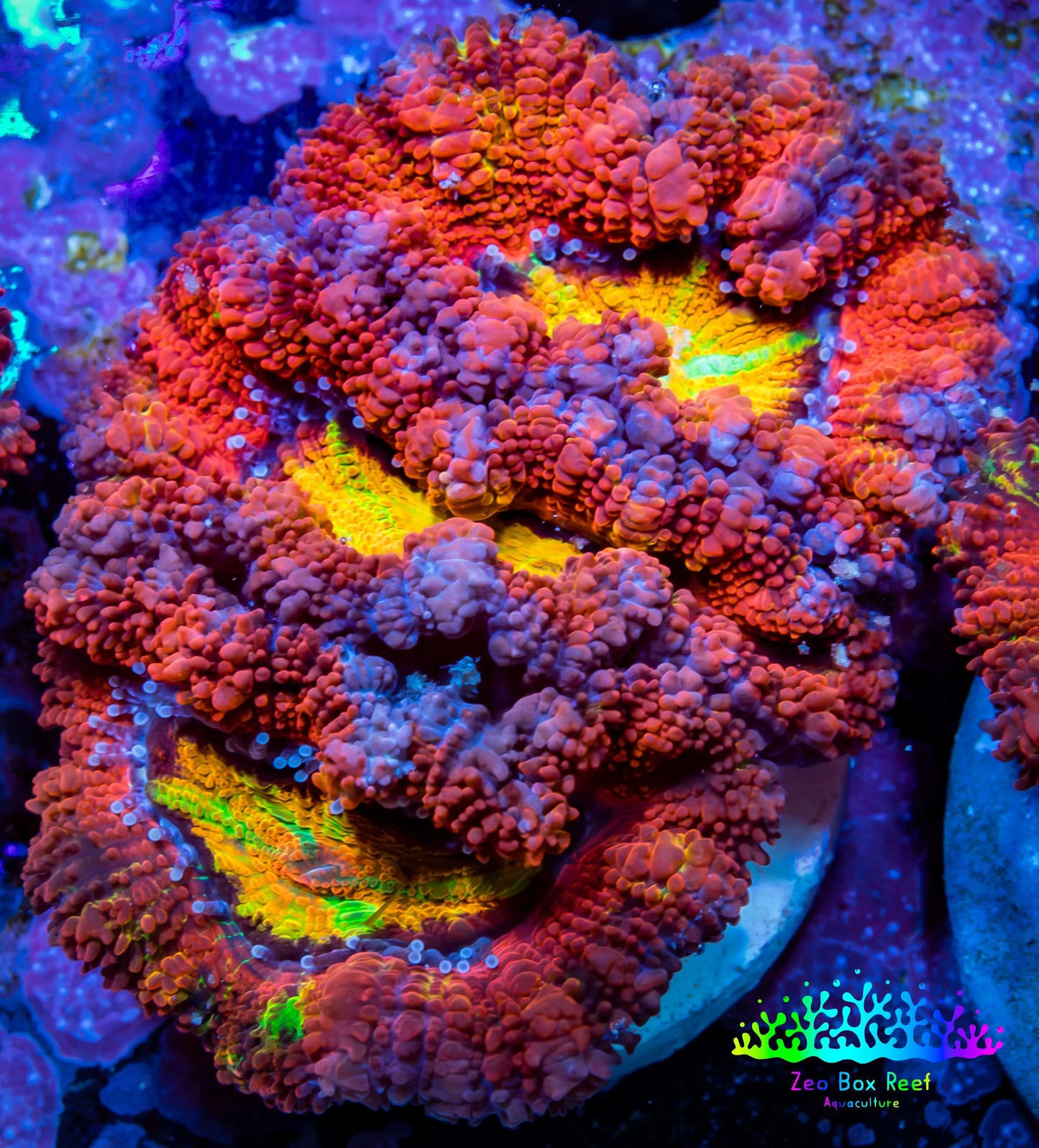 Ultra Acan Coral - Micromussa Lordhowensis - Rainbow 🌈 Acan Frag WYSIWYG A2R2B1 (Copy) Ultra Acan Coral - Micromussa Lordhowensis - Rainbow 🌈 Acan Frag WYSIWYG A2R2B1 (Copy) LPS Coral Ultra Acan Coral - Micromussa Lordhowensis - Rainbow 🌈 Acan Frag WYSIWYG A2R2B1 (Copy) Zeo Box Reef