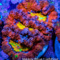 Ultra Acan Coral - Micromussa Lordhowensis - Rainbow 🌈 Acan Frag WYSIWYG A2R2B1 (Copy) Ultra Acan Coral - Micromussa Lordhowensis - Rainbow 🌈 Acan Frag WYSIWYG A2R2B1 (Copy) LPS Coral Ultra Acan Coral - Micromussa Lordhowensis - Rainbow 🌈 Acan Frag WYSIWYG A2R2B1 (Copy) Zeo Box Reef