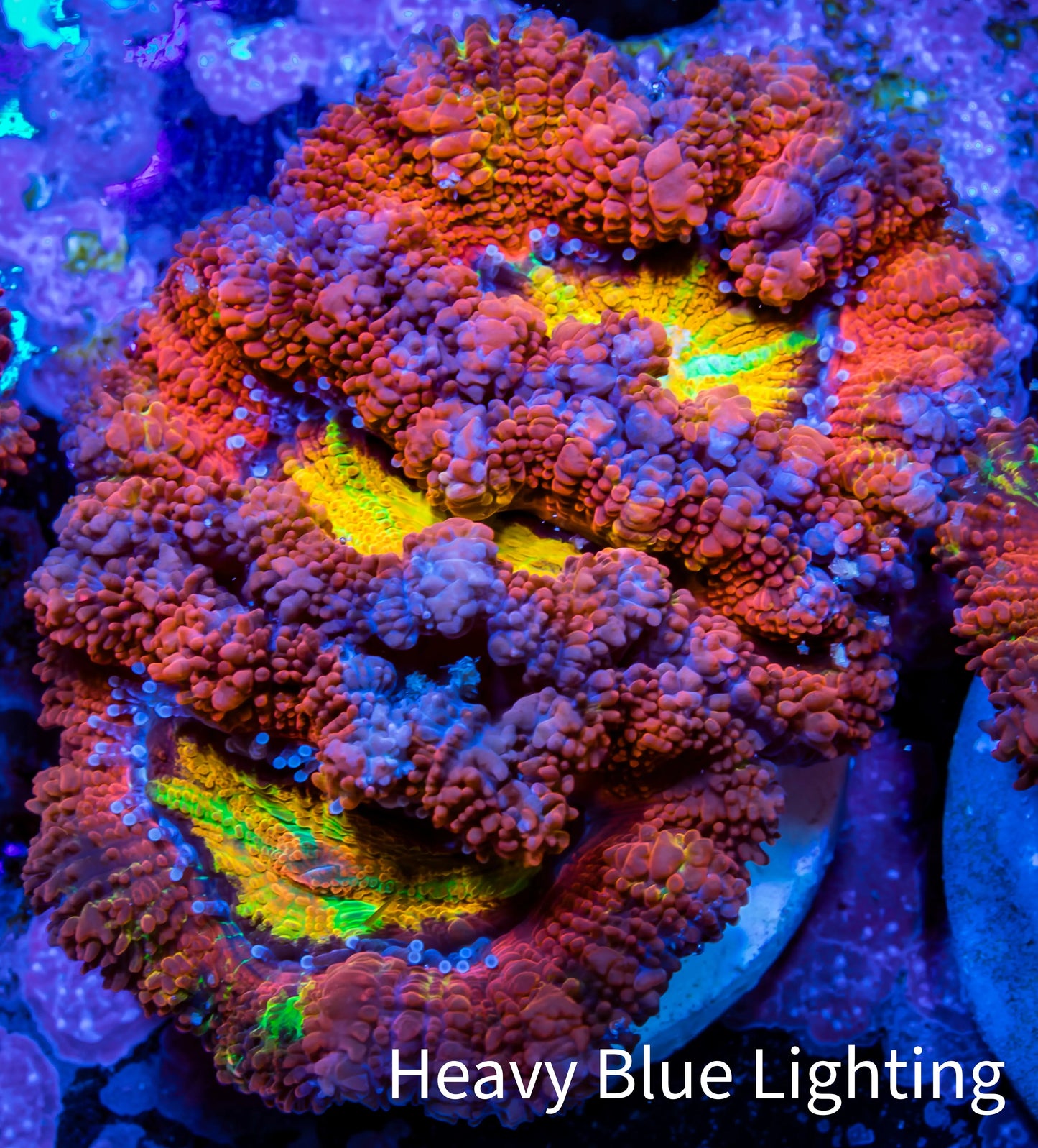 Ultra Acan Coral - Micromussa Lordhowensis - Rainbow 🌈 Acan Frag WYSIWYG A2R2B1 (Copy) Ultra Acan Coral - Micromussa Lordhowensis - Rainbow 🌈 Acan Frag WYSIWYG A2R2B1 (Copy) LPS Coral Ultra Acan Coral - Micromussa Lordhowensis - Rainbow 🌈 Acan Frag WYSIWYG A2R2B1 (Copy) Zeo Box Reef