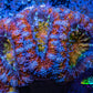 Ultra Acan Coral - Micromussa Lordhowensis - Rainbow 🌈 Acan Frag WYSIWYG A2R3B1 Ultra Acan Coral - Micromussa Lordhowensis - Rainbow 🌈 Acan Frag WYSIWYG A2R3B1 LPS Coral Ultra Acan Coral - Micromussa Lordhowensis - Rainbow 🌈 Acan Frag WYSIWYG A2R3B1 Zeo Box Reef