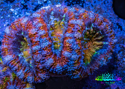 Ultra Acan Coral - Micromussa Lordhowensis - Rainbow 🌈 Acan Frag WYSIWYG A2R3B1 Ultra Acan Coral - Micromussa Lordhowensis - Rainbow 🌈 Acan Frag WYSIWYG A2R3B1 LPS Coral Ultra Acan Coral - Micromussa Lordhowensis - Rainbow 🌈 Acan Frag WYSIWYG A2R3B1 Zeo Box Reef