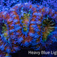 Ultra Acan Coral - Micromussa Lordhowensis - Rainbow 🌈 Acan Frag WYSIWYG A2R3B1 Ultra Acan Coral - Micromussa Lordhowensis - Rainbow 🌈 Acan Frag WYSIWYG A2R3B1 LPS Coral Ultra Acan Coral - Micromussa Lordhowensis - Rainbow 🌈 Acan Frag WYSIWYG A2R3B1 Zeo Box Reef