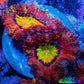 Ultra Acan Coral - Micromussa Lordhowensis - Rainbow 🌈 Acan Frag WYSIWYG A3R2B1 Ultra Acan Coral - Micromussa Lordhowensis - Rainbow 🌈 Acan Frag WYSIWYG A3R2B1 LPS Coral Ultra Acan Coral - Micromussa Lordhowensis - Rainbow 🌈 Acan Frag WYSIWYG A3R2B1 Zeo Box Reef
